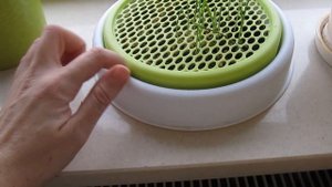 Как вырастить кошачью траву. Советы кота Василия