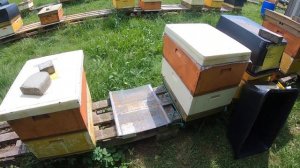 Как легко поднять улей с двумя корпусами без подъемника