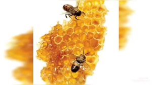 ЖИНСИЙ АЗО, ТУХУМДОН, БАЧАДОН ШАМОЛЛАШИНИ УЙ ШАРОИТИДА ДАВОЛАШ