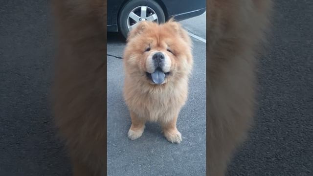 Прикол. Чау Чау разговаривает с котом часть первая смотреть онлайн