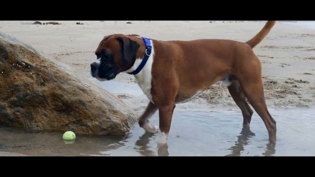 БОКСЕР ВСЕ О ПОРОДЕ. ИНТЕРЕСНЫЕ ФАКТЫ смотреть онлайн