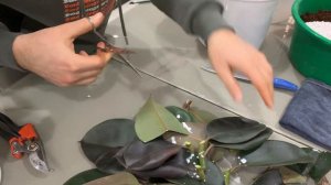 Размножение фикуса каучуконосного в домашних условиях . Фикус эластика 