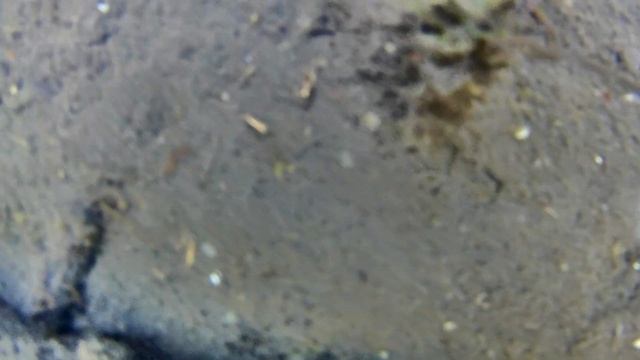 ☺Аквариумные рыбы в естественной среде круглый год
