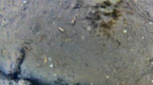 ☺Аквариумные рыбы в естественной среде круглый год