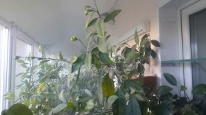 Увлажнитель воздуха для растений. Применение.