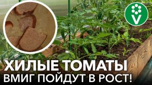 ДАЖЕ ДОХЛЫЕ ТОМАТЫ МИГОМ ПОЙДУТ В РОСТ, если подкормить их этими натуральными средствами!