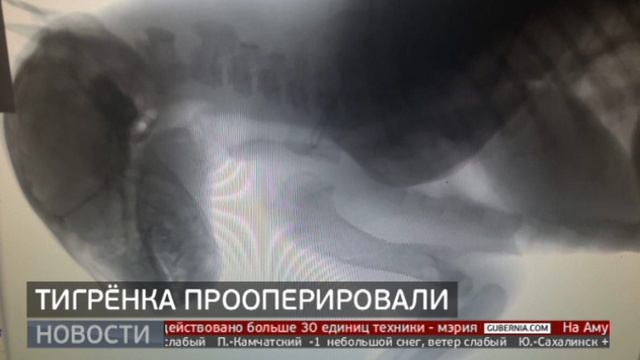 Успешная операция: тигрёнок спасён. Новости. 09/11/2023. GuberniaTV