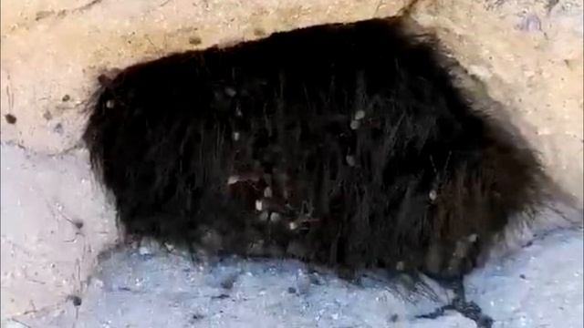 Мужчина увидел торчащие волосы и решил дотронуться! То что случилось дальше поражает! смотреть онлайн