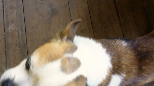 МАЛЕНЬКАЯ ДОБРАЯ СОБАЧКА ! смотреть онлайн