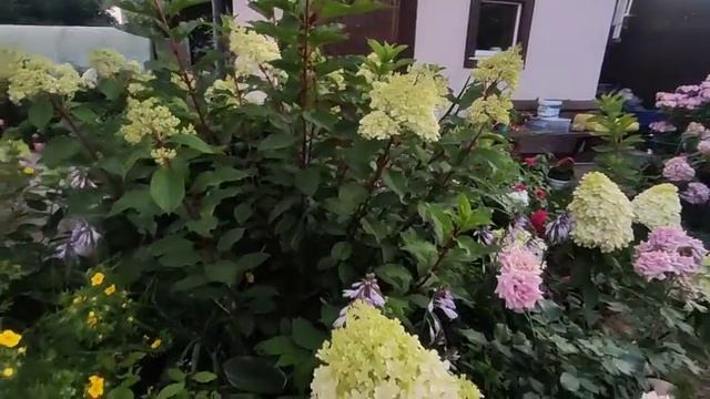 "Секреты" выращивания метельчатых гортензий ‼ЭТО ПРОСТО ЛЮБОВЬ ?????? смотреть онлайн