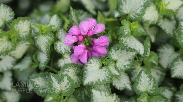 Blooming Flowers | Foliage Plants | Caught On Camera смотреть онлайн