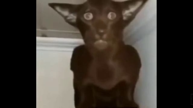 мем Миша ты пукнул смотреть онлайн