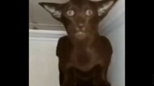 мем Миша ты пукнул