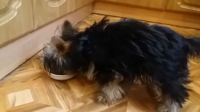 Йорик Лео - питомник йоркширских терьеров смотреть онлайн