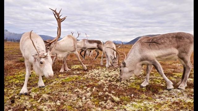 Происхождение и использование лишайников смотреть онлайн
