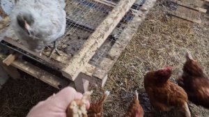 Подселение молодых к кур к старым