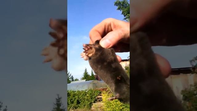 Нашли крота на даче смотреть онлайн