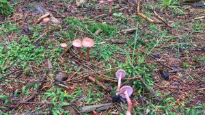 Laccaria bicolor / Лаковица двухцветная