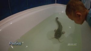Рыбка в ванной.mp4