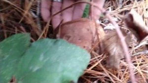 Porcini (Boletus edulis) Flushing in Adelaide Hills, South Australia - 2020!