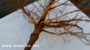 Как понять на что привит персик при покупке саженца