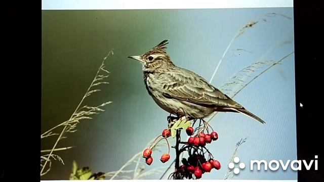 Перелётные птицы. смотреть онлайн