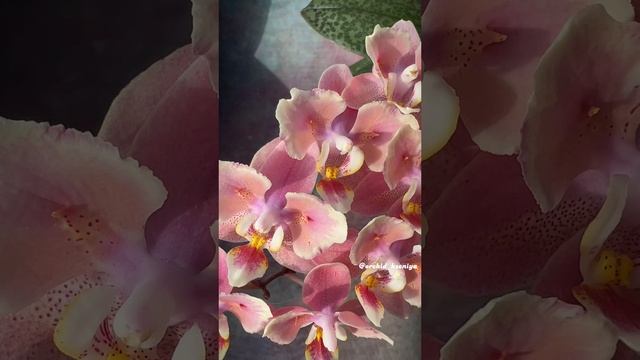 Phal. Odorion (Парфюмерная Фабрика) ? Первое домашнее цветение ароматной орхидеи бабочки Одорион ?
