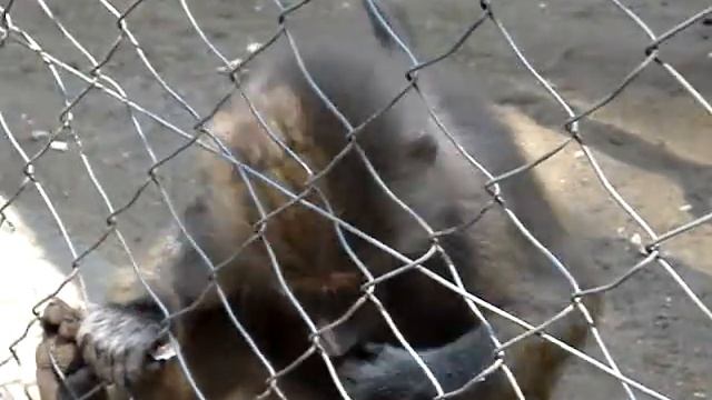 baboon pavian apes.MPG смотреть онлайн