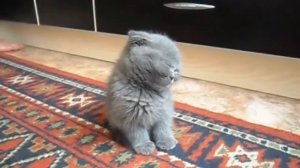 Сонный котёнок.