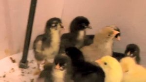 Цыплята породы БРАМА /  chickens Brama - просто прелестные :)
