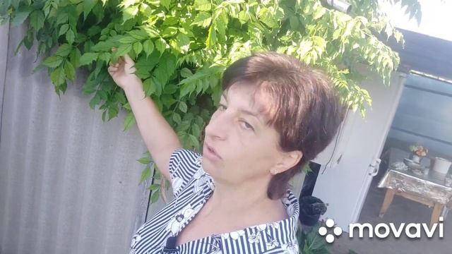 СТАРЫЕ ВЕЩИ// НЕ ЛЮБЛЮ БЕЛЫЕ РОЗЫ смотреть онлайн