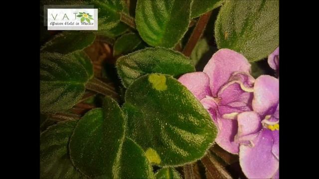 VAT - African Violet Leaf Problems Parte: 2 (Frió y Agua) смотреть онлайн