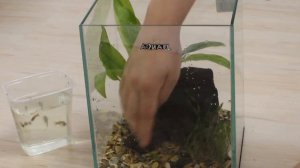 Вариант оформления аквариума 10 литров