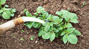 Лейте это под картоху в июне июле в том году так полила картошка вымахала с голову как на целине!