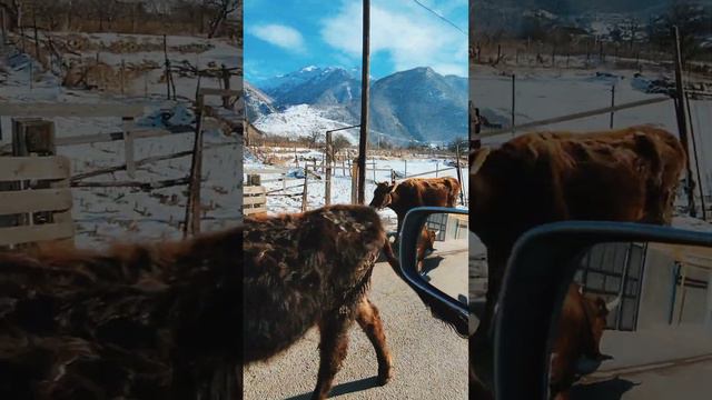 Туры в Верхнюю Балкарию - Безенги, Черекское ущелье.