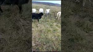 Продаю козы Авито