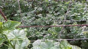 Можно ли опрыскивать растения перед дождем