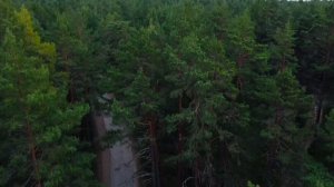 Красивый лес в лен. области недалеко от Финского залива