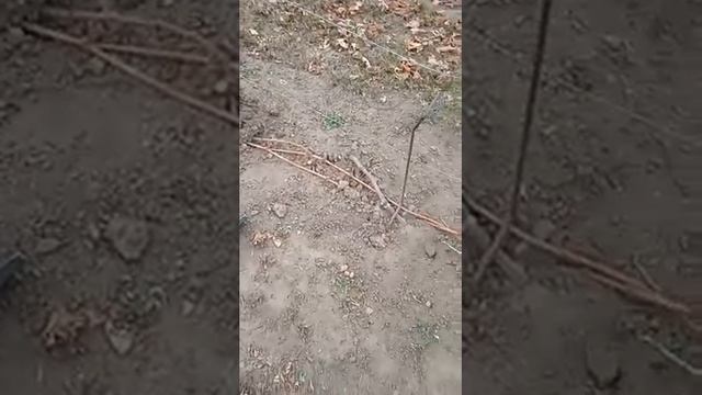 Укриття винограду на зиму грунтом.