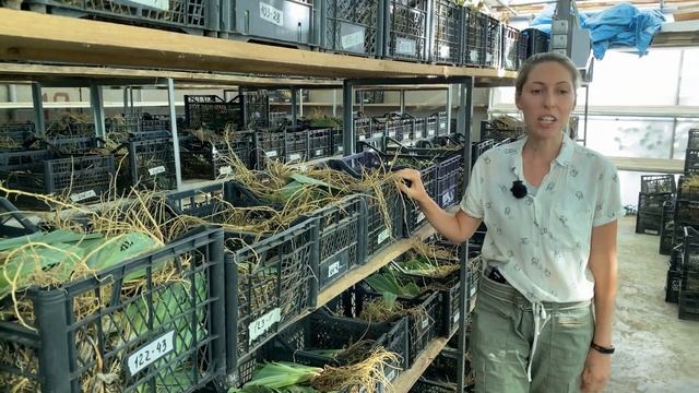 Пересылка растений почтой. Отправка ирисов / Сад Ворошиловой смотреть онлайн