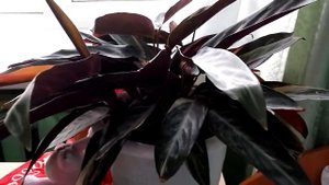 Строманта. Живёт у особенных людей.