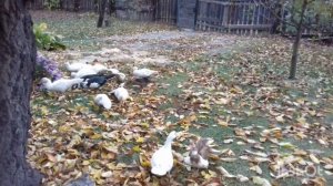 Летают ли мускусные утки?