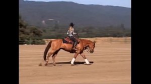 Imasmartlittlecheese  (Magnum Chic Dream X Pocco Fifty Pine) Reining by The Bay 2012