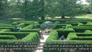 Живые изгороди: посадка растений, уход, обрезка и формирование