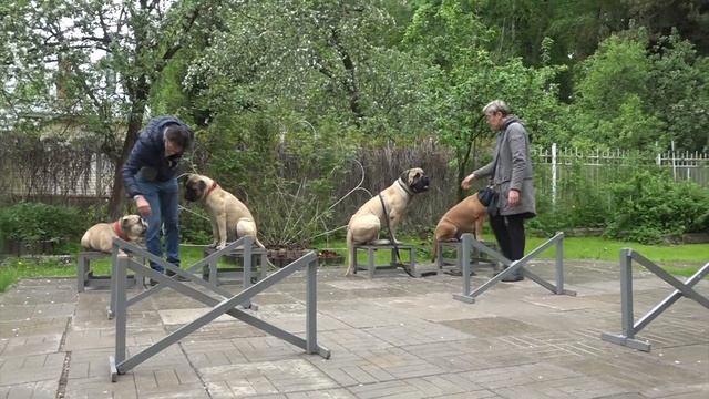 Догтренинг 627. Стаи мастифов без поводка. Уникальный опыт или как не стать прислугой для собак. смотреть онлайн