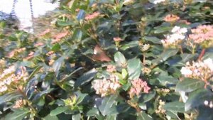 калина лавролистная