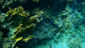 Sultan Gardens Resort. Обзор пляжа и бассейнов. Египет 2020. Часть 4.