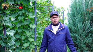 Внезапные осенние заморозки побили виноград - Что делать?