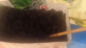 Выращивание черемши ( нужна стратификация )