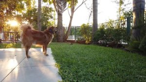 Расслабляющая музыка для собак ?ля того, чтобы расслабиться и спать вашего питомца и им успокоиться